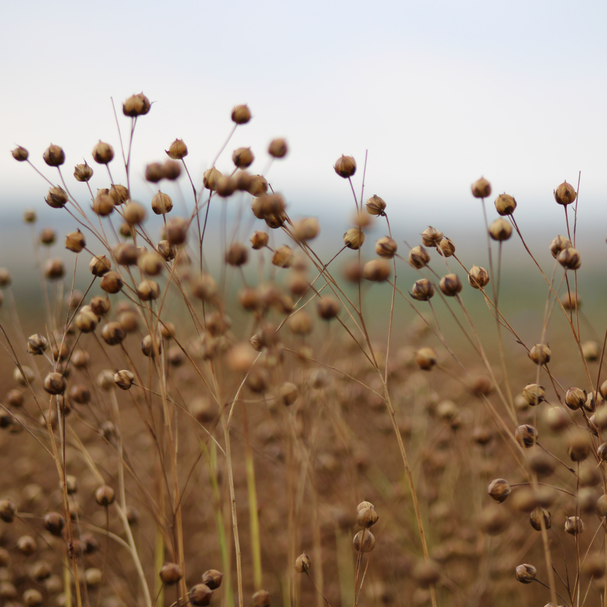 Natural Linen
