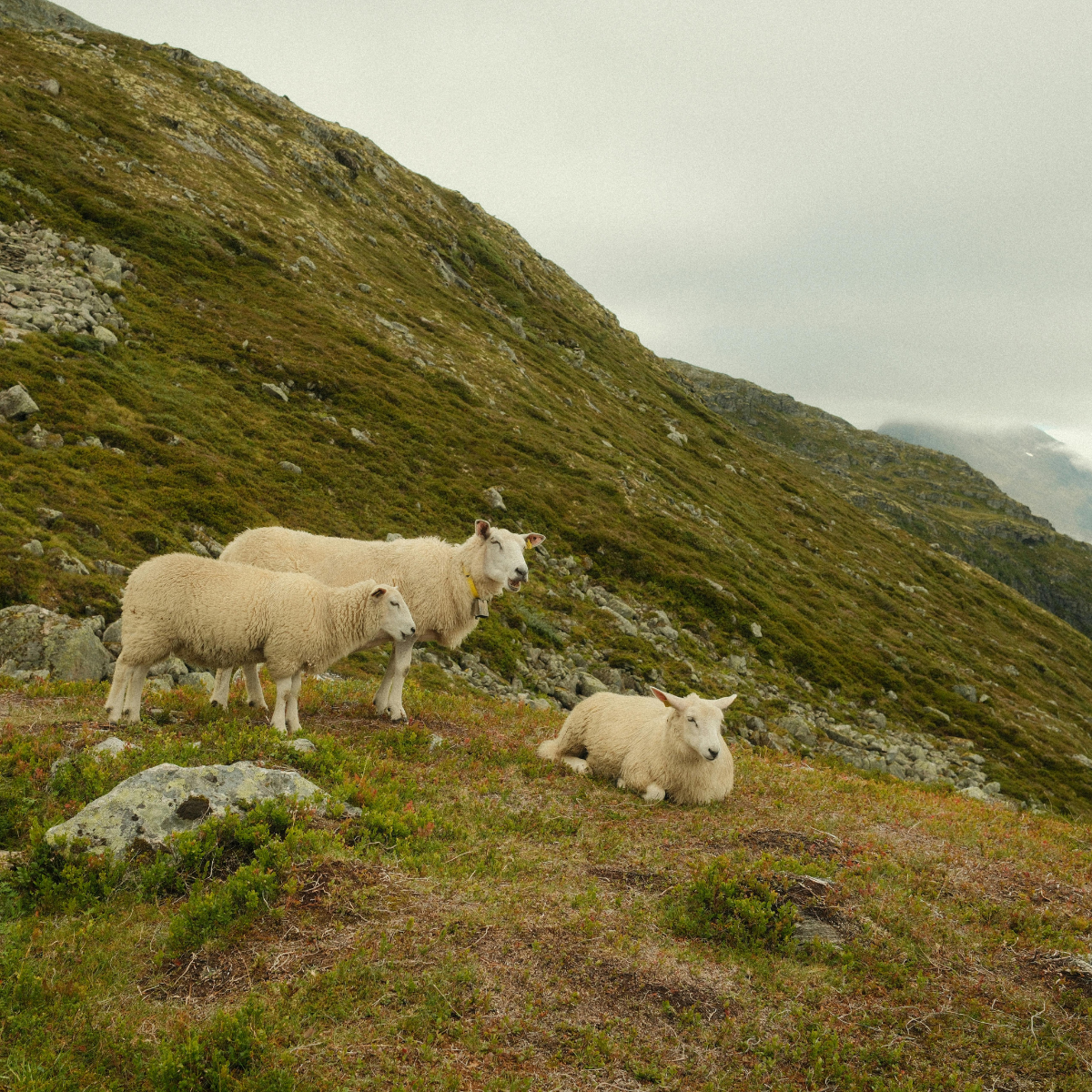 The Secret of Cashmere